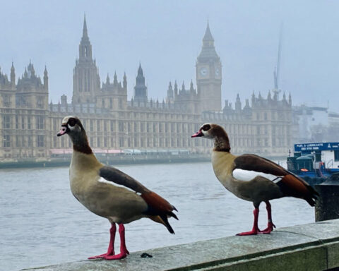 London’s Urban Jungle