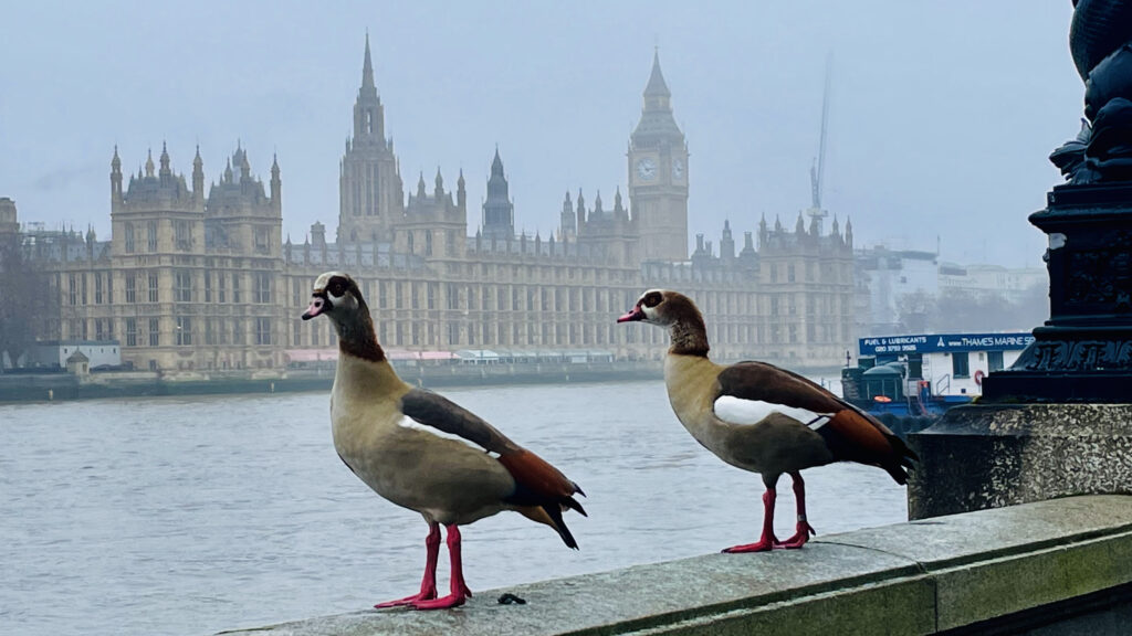 London’s Urban Jungle